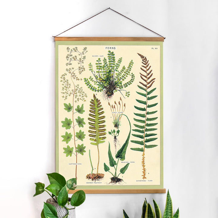 פוסטר: Ferns שרכים