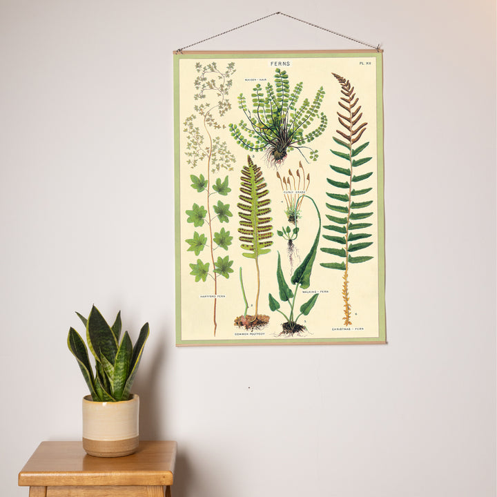 פוסטר: Ferns שרכים