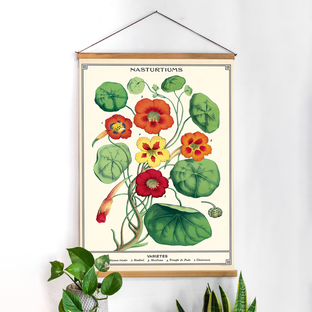 פוסטר: Nasturtiums