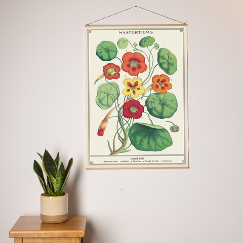 פוסטר: Nasturtiums