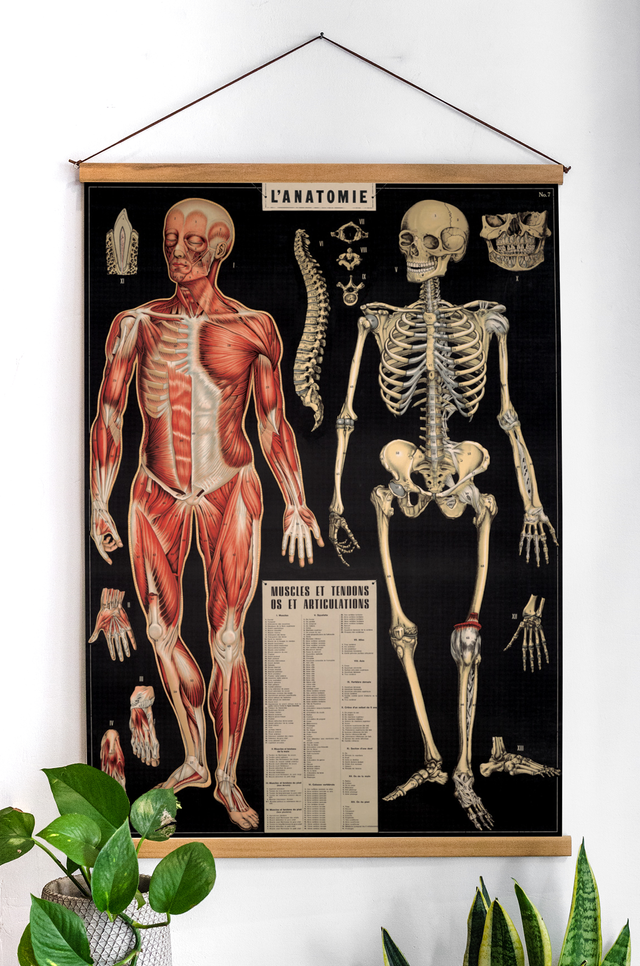 פוסטר : L'Anatomie