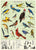 פוסטר: Bird Watching
