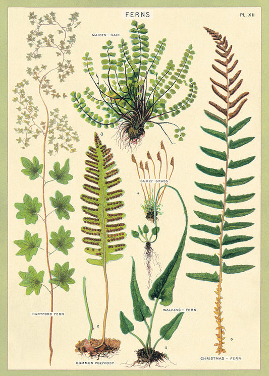 פוסטר: Ferns שרכים