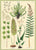פוסטר: Ferns שרכים