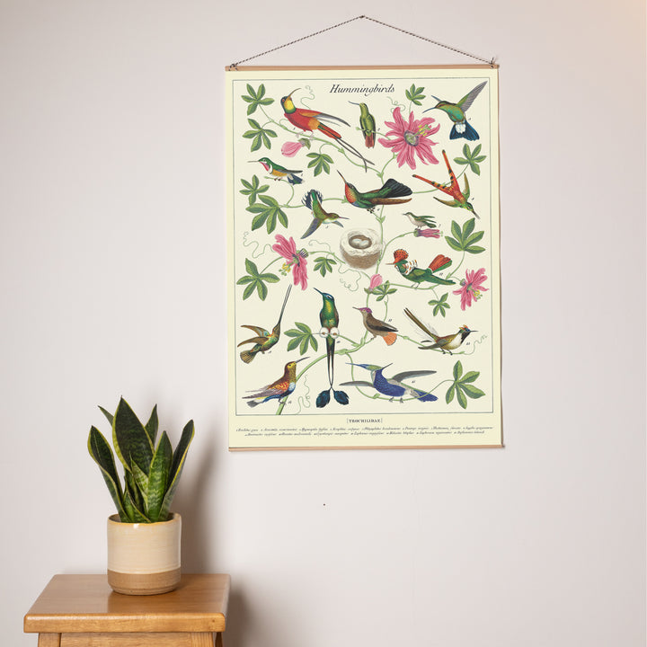 פוסטר נייר: Hummingbirds ציפורים יונקות דבש