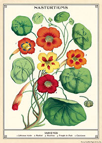 פוסטר: Nasturtiums
