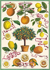 פוסטר נייר - פרות הדר L'Orangerie