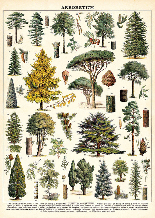 פוסטר: Arboretum