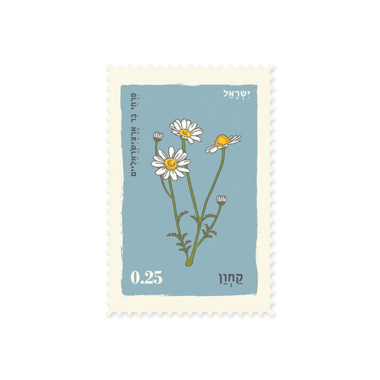 גלויה: Anthemis קחון